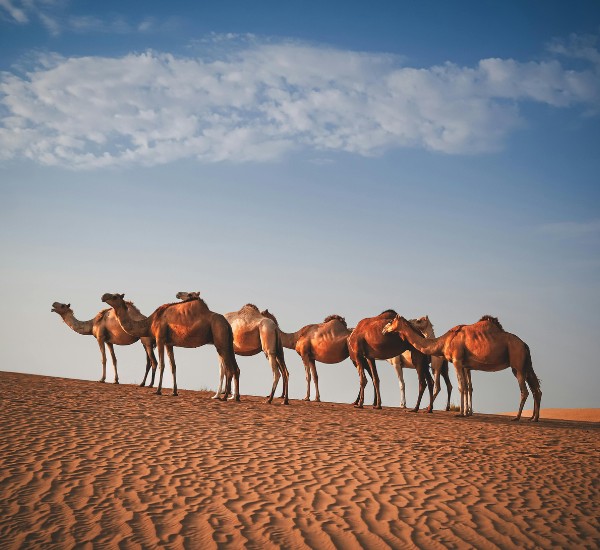 Evening Desert Safari Dubai with BBQ Dinner 4